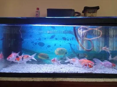 حوّل حوض سمك الزينة للوحة فنية تشع ألوان حية! 🐠 الرياض والجمال في بيتك - الصورة 2